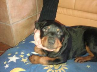 Dringend Rottweiler Baby