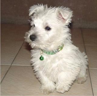 WhiteWest Highland Terrier Welpen