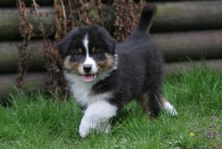 Männlich, ledig, jung sucht. Aussie Welpe