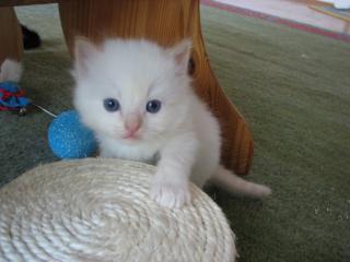 Ragdollbabies