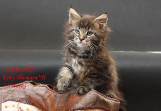 Klassic Blue Maine Coon Kitten-super