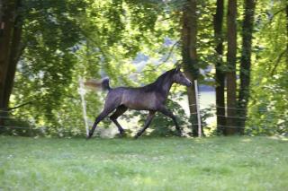 5- jähriger Vollblutaraberwallach, Schimmel