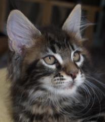 Maine Coon Kitten mit Stammbaum abzugeben