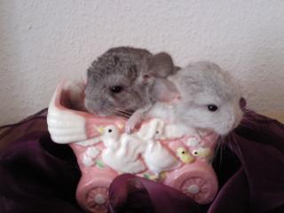 2 Chinchilla Böckchen Brüder Silberschecke Standard beide VT suchen ein neue