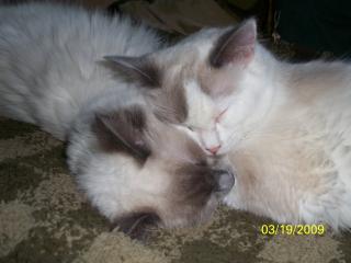 Ragdoll Deckkater gesucht
