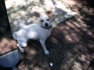 Vermisst seit dem 7. 08. 09 meine chihuahua mix Hündin