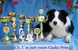 Welpen Border Collie mit Stammbaum FCI