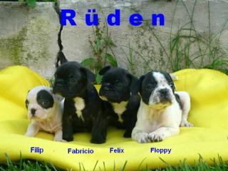 Französische Bulldogge schwarz und schwarz-weiss