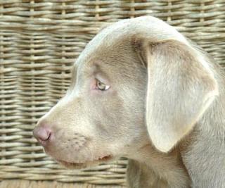 Rarität Reinrassige silberne Labradorwelpen mit Papieren abzugeben