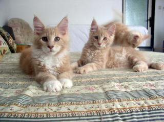 Maine coon kitten mit Papiere