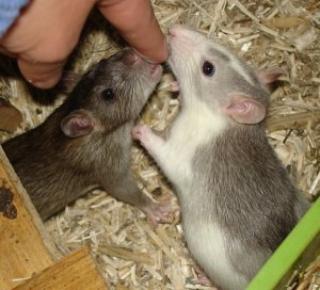 3 Ratten 2x Wilde und 1x Farbi