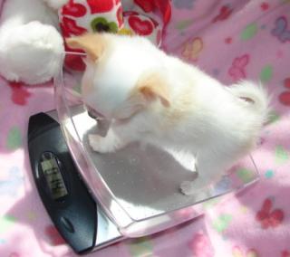 Chihuaua Welpe abzugeben Mini 12 cm gross