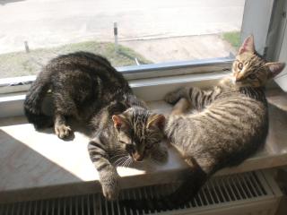 2 Kleine Racker suchen ein neues Zuhause