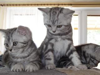 Reinrassinge BKH Black-silver tabby Whiskas kitten