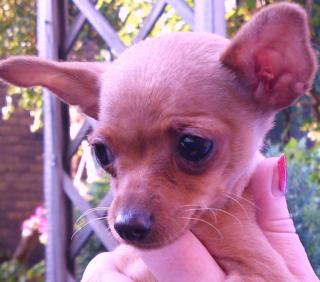 Miniaturrehpinscher