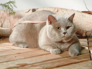 BKH Deckkater lilac, Blutgruppe B, hat Decktermine frei