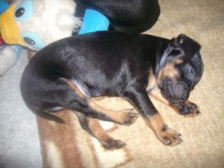 Süße Rehpinscher suchen ein neues liebesvolles zu Hause