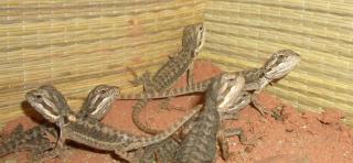 Barti Babys abzugeben NZ 06/2009