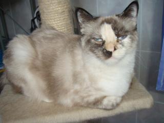 Birma Mixkatze mit blauen Augen