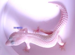 Leopardgecko Blazing Blizzard Adult VERSAND