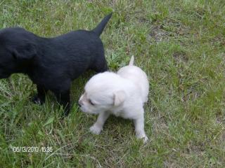 3 süße Labrador Welpen zu verkaufen