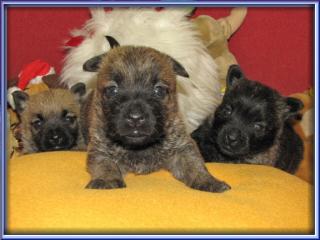 Süße Cairn- Terrier Babys für Ende Juni bietet.