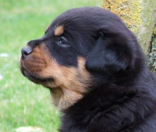 ADRK Rottweilerwelpen
