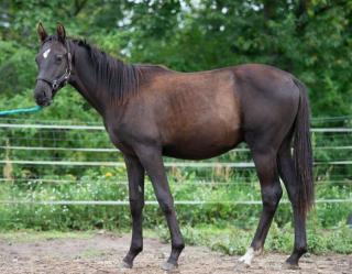 Zweijähriger, roher Trakehner Junghengst