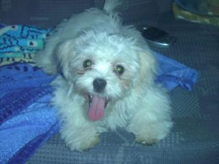 Shi-Tzu -Malteser
