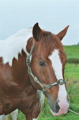 Paint Horse Deckhengst Skipper Sting