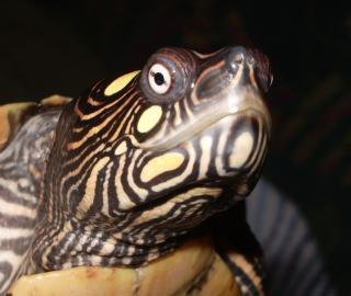 Gebe ab Ouachita Höckerschildkröten Graptemys o. ouachitensis