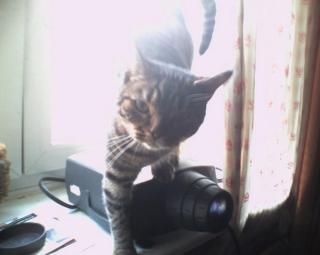 Meine Katze Ming sucht ein neues zuhause .