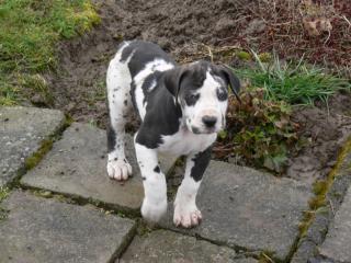 Deutsche Dogge