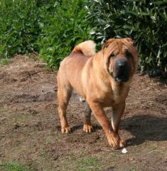 Sharpei Faltenhunde Forum - der Shar Pei www. faltenhunde-forum. de Wir sind ein n