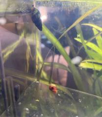 Clea Helena Raubschnecke