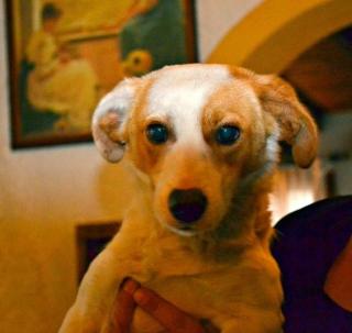Jack - der Jack Russell Mix-Junge wurde von seiner Familie an einer Schnellstra