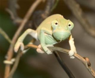 Jemen Chamaeleon calyptratus