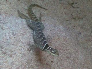Blauer Stachelleguan Sceloporus cyanogenys