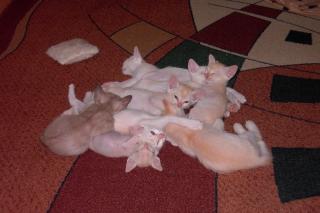 Burma Katzen