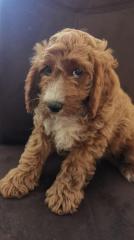 Zauberhafte Schlappohren im nicht haarendem Fellkleidchen COCKAPOO COCKERDOODLE