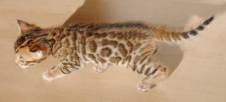 Atemberaubende Bengal-Kitten