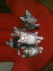 Maine Coon Babys reinrassig o. P.