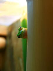 Biete 0. 0. 3 Phelsuma grandis