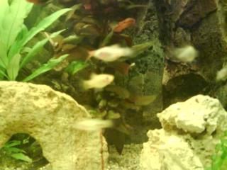 Platys Guppys anzugeben. viele FISCHE abzugeben