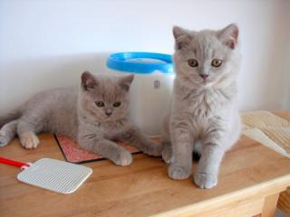 Katzen Rassekatzen British Kurzhaar