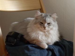 Perser Deckkater hat noch frei Termine