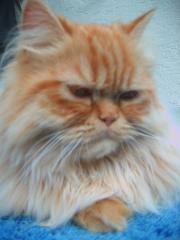 Perser Deckkater Red-Smoke