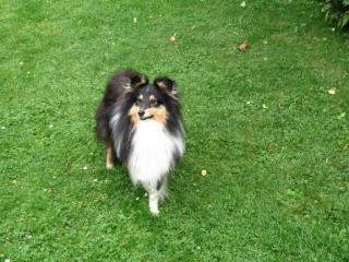 Liebvoller Sheltie.