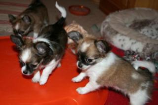 CHIHUAHUABABIES mit PAPIEREN