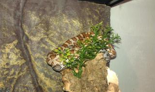 Verkaufe meine zwei Kornnatter mit Ex terrarium und kompletten Zubehör